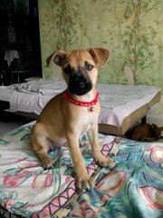 Coco Girl - Mixed Breed Dog
