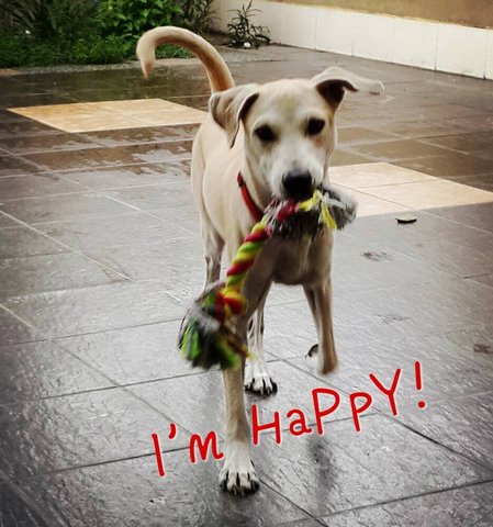 Happy - Mixed Breed Dog
