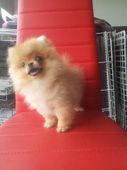 Quality Cream Pomeranian - Pomeranian Dog