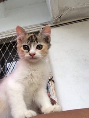 Melur &amp; Thyme - Domestic Short Hair Cat