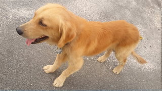 Bobby  - Golden Retriever Dog