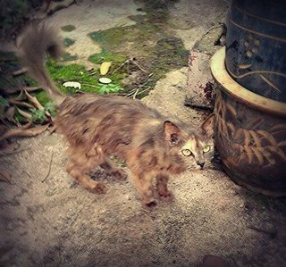 Grey - Domestic Long Hair + Russian Blue Cat