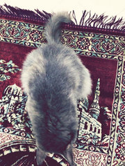 Grey - Domestic Long Hair + Russian Blue Cat