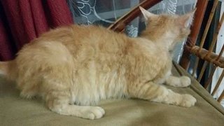 Lemonade - Domestic Medium Hair Cat