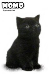 Momo - Exotic Shorthair Cat