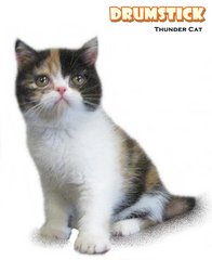 Drumstick - British Shorthair Cat