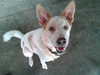 Snowy - Mixed Breed Dog