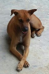 Scooby Doo  - Mixed Breed Dog