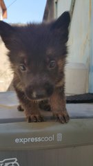 German Shepherd Puppies - German Shepherd Dog Dog