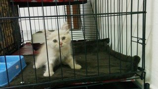 Tina - Domestic Medium Hair Cat
