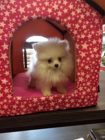 Pomeranian(Cream) - Pomeranian Dog