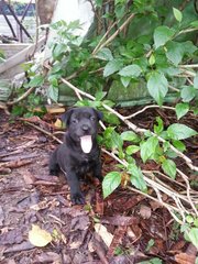Pure Black Puppies - Mixed Breed Dog