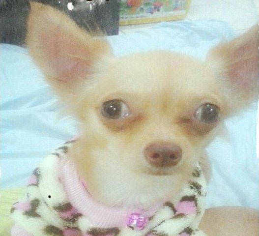 Daisy - Chihuahua Dog