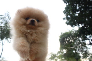 Top Quality Pomeranian - Pomeranian Dog