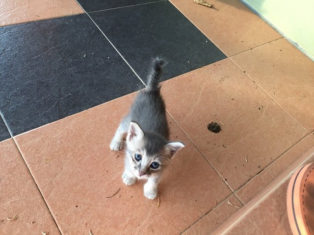 Olaf - Domestic Medium Hair + Calico Cat