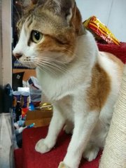 Xiao Xiao(Pls Read Desprition) - Domestic Short Hair Cat