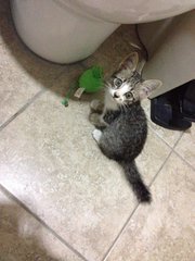 Ginki - Domestic Short Hair Cat