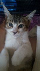 Neko - Domestic Short Hair Cat