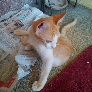 Babyuno - Domestic Short Hair Cat