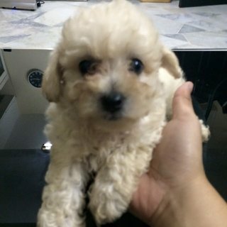 Homebreed Cute Poodle For Sale - Poodle Dog