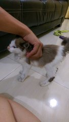 Kokocrunch - Domestic Long Hair Cat