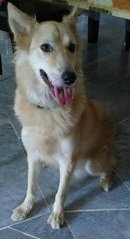 Joy Pappu - Mixed Breed Dog
