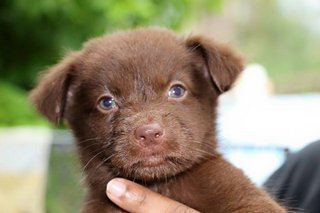 Browny, Dangga, Coklat  - Mixed Breed Dog