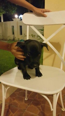 Puppies For Adoption - Mixed Breed Dog