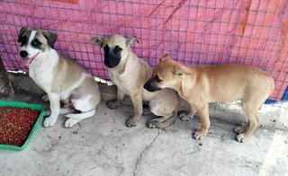 Rawang Puppies (Urgent Adoption) - Mixed Breed Dog