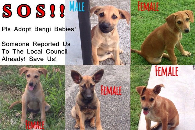 Bangi Babies Sos! Urgent Adoption!  - Mixed Breed Dog