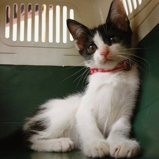 Romeo - American Shorthair Cat