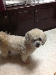 Lucky - Shih Tzu + Poodle Dog