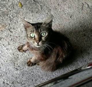 Oreo (Cat With Leukemia, Pls Adopt) - Domestic Medium Hair Cat
