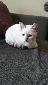 Kitten (Sweetie) - Domestic Short Hair Cat
