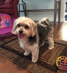 Nugget - Yorkshire Terrier Yorkie + Maltese Dog