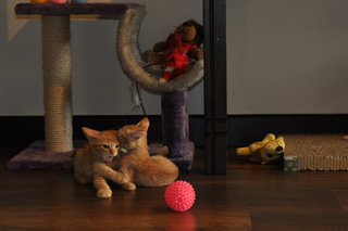 3 Ginger Kittens For Adoption - Domestic Short Hair Cat