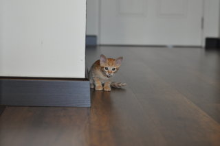 3 Ginger Kittens For Adoption - Domestic Short Hair Cat