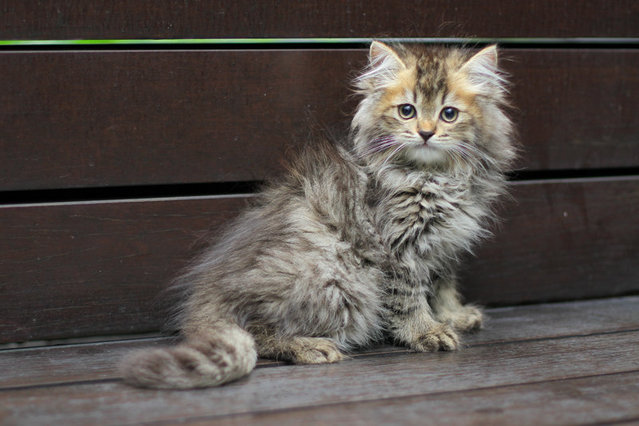 Aira - Persian Cat