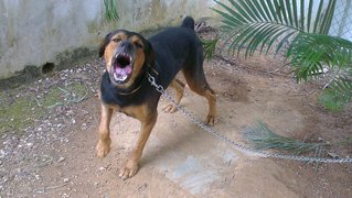 Fury - Rottweiler + Labrador Retriever Dog