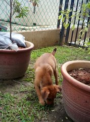 Bouncy - Mixed Breed Dog