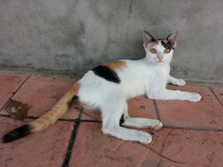 Kelly - Calico + Domestic Short Hair Cat