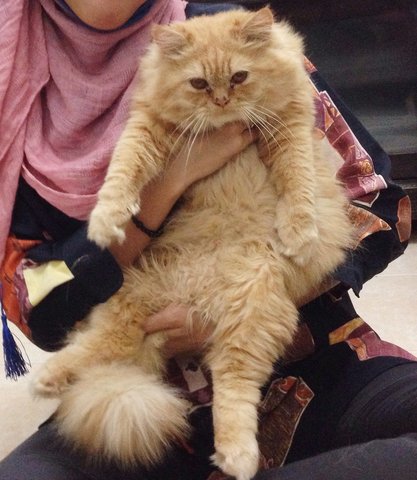 Arjuna - Persian Cat