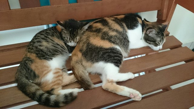 Fifi, Kiko, Lulu - Domestic Medium Hair Cat