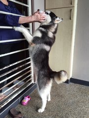 Maxx - Husky Dog