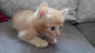 Sassy Brown - Domestic Short Hair Cat