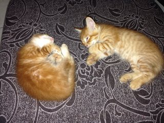 Simba And Jack Sparrow - American Shorthair Cat