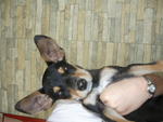 Hao Yin - Miniature Pinscher Dog