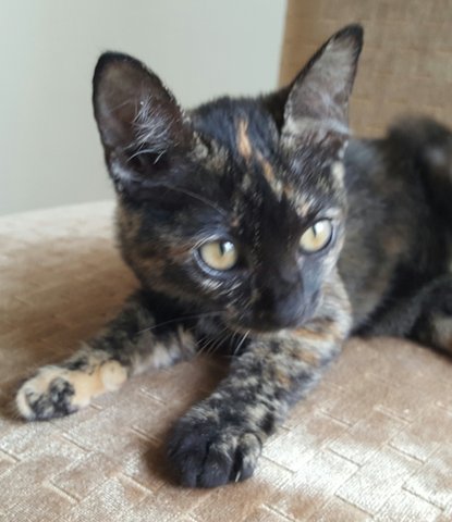 Tabatha - Domestic Short Hair + Tortoiseshell Cat