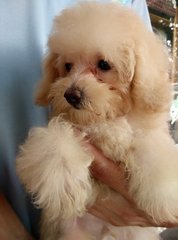 Cream Toy Poodle - Poodle Dog