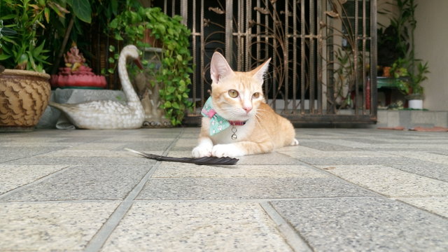 Sweety - Domestic Short Hair Cat